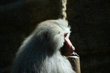 Pavian 