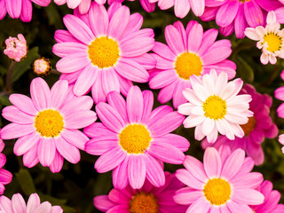 Flowers of the Osteospermum family, colors from purple to white
