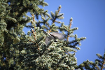 Flying tit