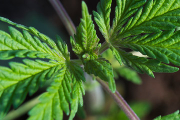 Cannabis leaves close up.