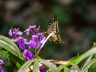Asian swallowtail butterfly on annual honesty flowers 1