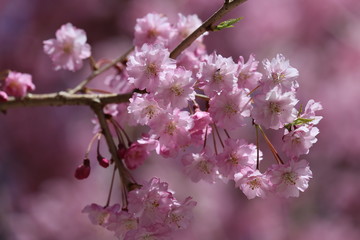 高見の郷　しだれ桜