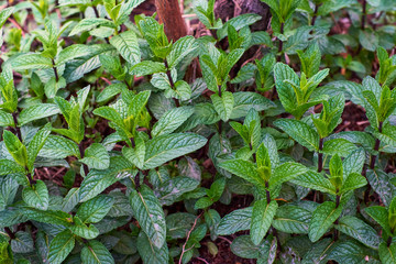 set of wild mint herbs
