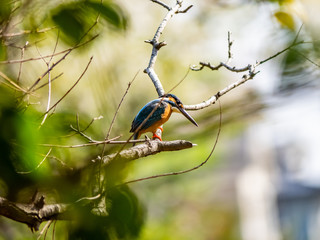 Japanese common kingfisher on a branch 4