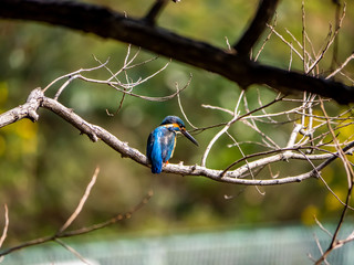 Fototapeta premium Japanese common kingfisher on a branch 5