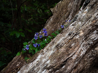 倒木に咲くスミレ