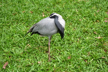 great blue heron