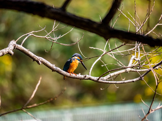 Japanese common kingfisher on a branch 7