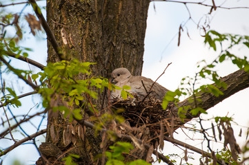 Beautiful gray turtledove standing on branch. Turtledove standing in the tree's edge