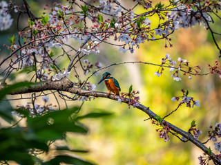 Japanese common kingfisher on sakura branch 2
