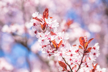 cherry tree in bloom 