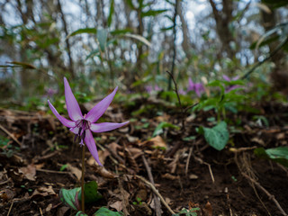 カタクリの花
