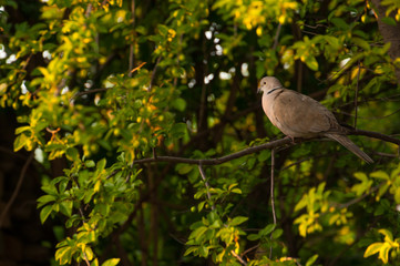 Beautiful gray turtledove standing on branch. Turtledove standing in the tree's edge