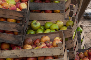 Apples in the crates stand on a green grass
