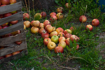 Apples in the crates stand on a green grass