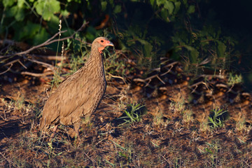 Swainsonfrankolin / Swainson's Francolin or Swainson's spurfowl / Francolinus swainsonii.