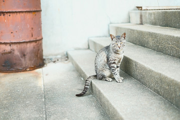 カメラ目線の猫島のねこ