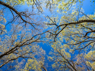 Through the forest canopy in daytime