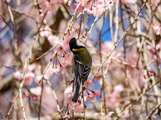 Japanese tit feeding in a sakura tree 1