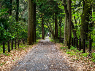 Fototapeta na wymiar A wide walking path through a Japanese forest park