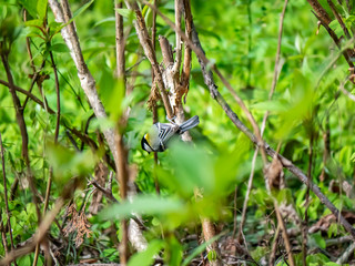 Japanese tit foraging in the forest underbrush 1