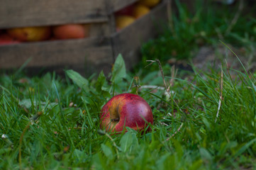 Red apple on the grass.