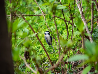 Japanese tit foraging in the forest underbrush 2