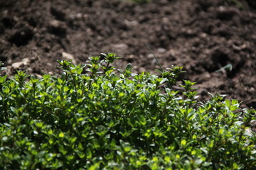 spring garden picture