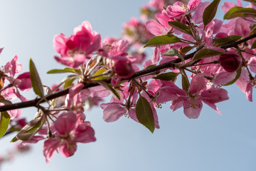 Pinke Blüten