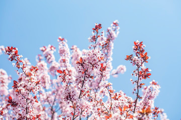 cherry tree in bloom.pink flowers