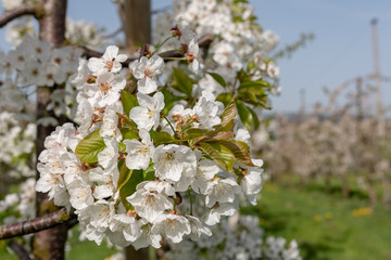 Weisse Kirschblüten im Frühling