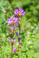 close up image of spring flowers on the meadow 