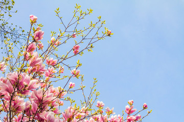 Obraz na płótnie Canvas Pink magnolia tree blossom against blue sky