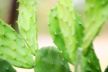 closeup of a cactus