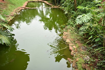 reflection of trees in water