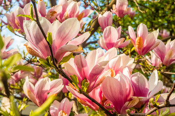 Pink magnolia tree blossom against blue sky
