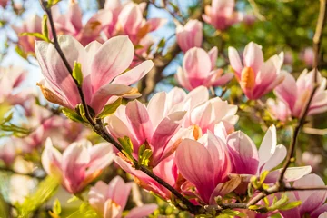 Foto op Canvas Pink magnolia tree blossom against blue sky © perekotypole