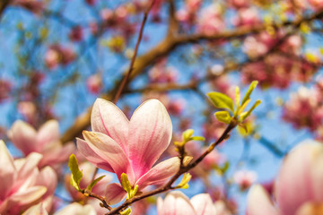 Fototapeta premium Pink magnolia tree blossom against blue sky