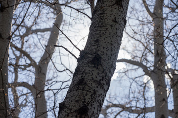 Fototapeta premium tree in forest
