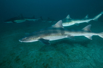 Fototapeta premium Banded Hound Shark of Chiba, Japan Swimming Underwater in Green Ocean Waters