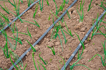 plant and drip irrigation