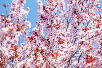 cherry tree in bloom