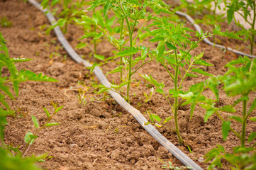  Rows of tomato plants growing inside big industrial greenhouse with drip irrigation 