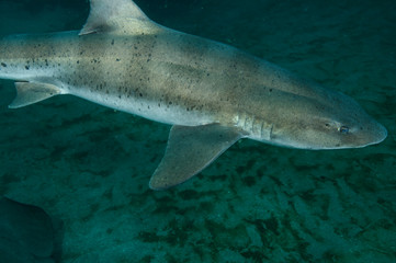 Fototapeta premium Banded Hound Shark of Chiba, Japan Swimming Underwater in Green Ocean Waters