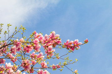 Pink magnolia tree blossom against blue sky