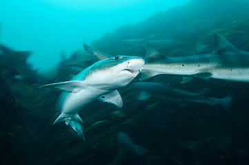 Banded Hound Shark of Chiba, Japan Swimming Underwater in Green Ocean Waters