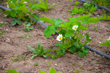  Strawberriy flowers and leaves 