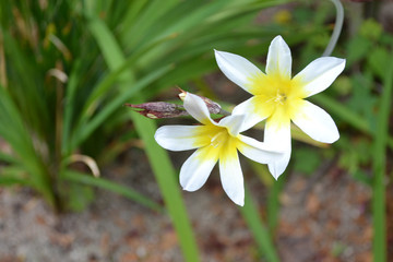 スイセンアヤメ