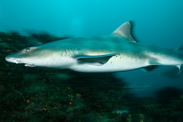Fototapeta premium Banded Hound Shark of Chiba, Japan Swimming Underwater in Green Ocean Waters