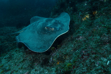Red Sting Ray Swimming Underwater in Chiba, Japan